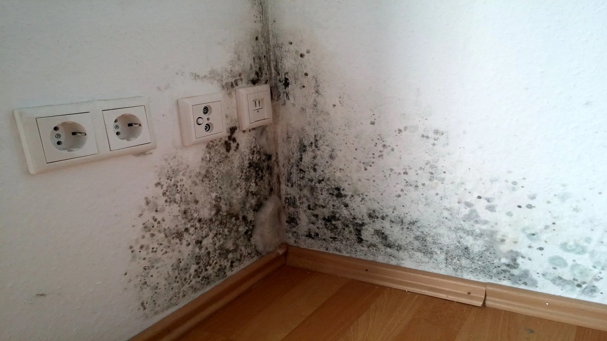 What Should You Know About Drywall Water Damage and Black Mold Growth?
