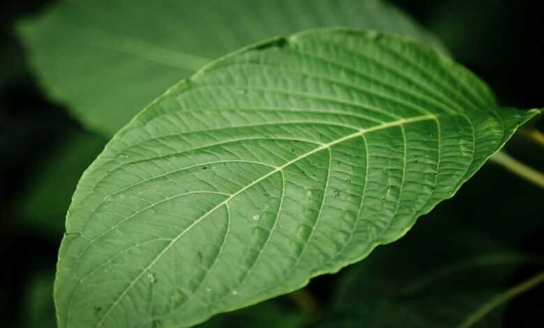 buy kratom