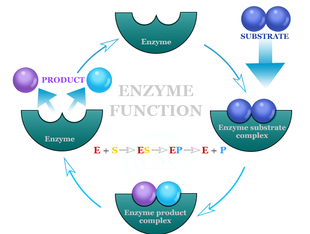 identify the features of an enzyme