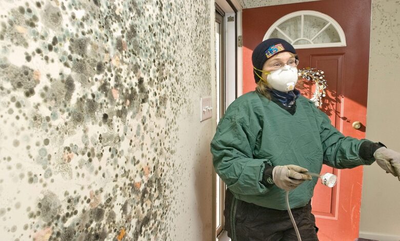 What Should You Know About Drywall Water Damage and Black Mold Growth?