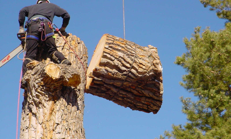 Tree Removal