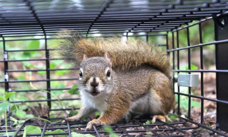 squirrel removal near me