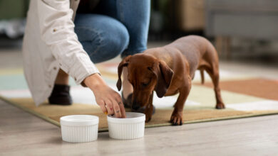 probiotic for your dog