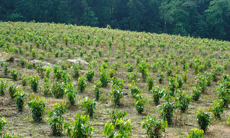 An Easy Guide to Cinnamon Farming in India