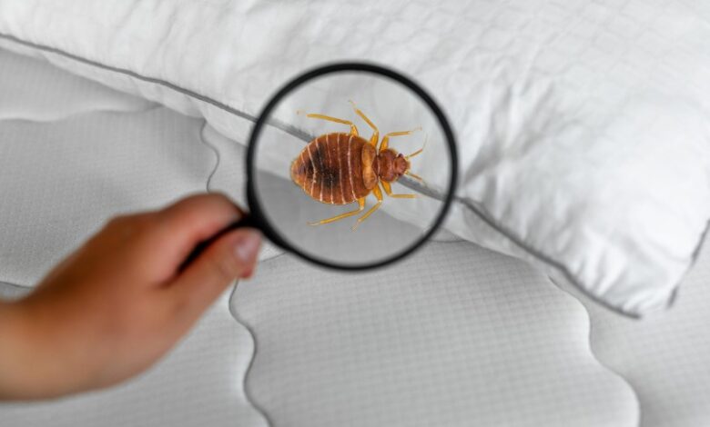 Bed Bug Control Singapore