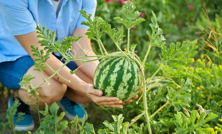 Watermelon Cultivation: The Essential Fruit for Summers