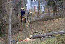 Commercial Tree Trimming Services