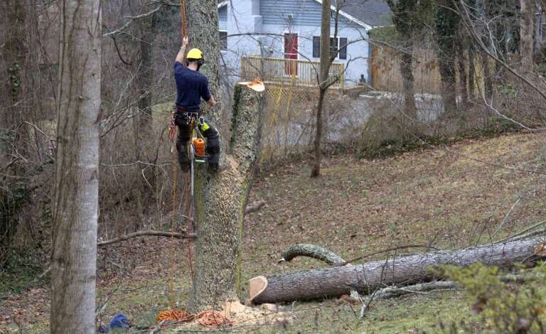 Commercial Tree Trimming Services